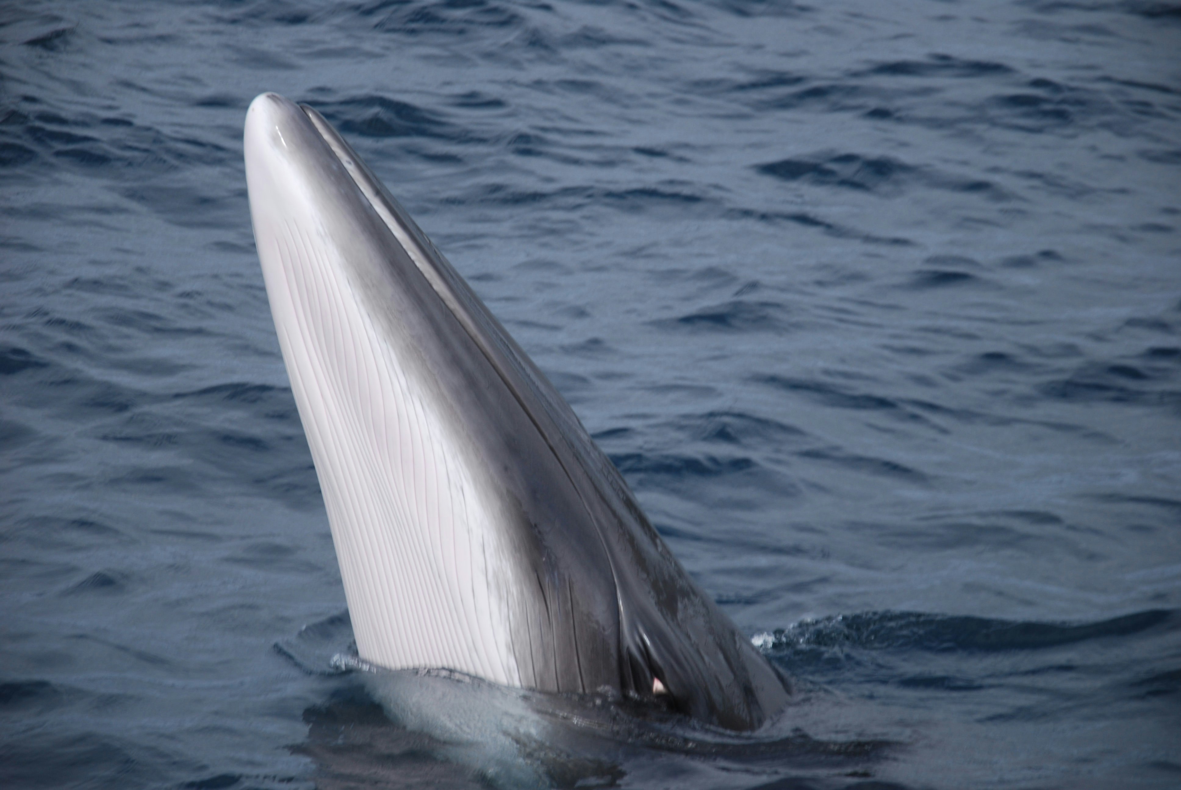 Blue whale, Igor Francetic